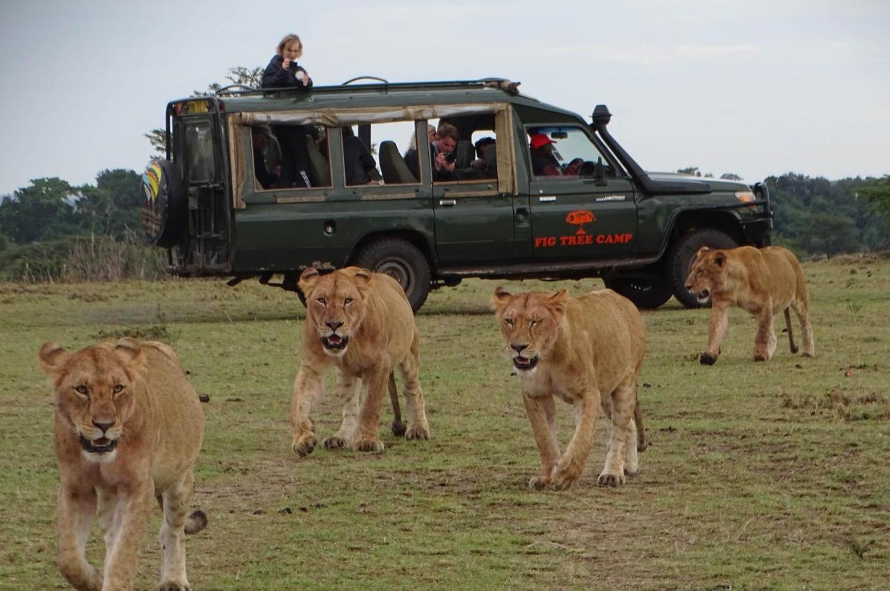 Fig Tree Camp - Maasai Mara Hotel Talek Luaran gambar